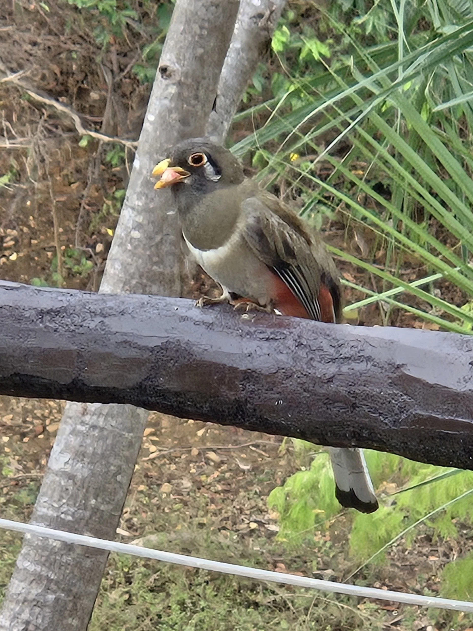Coppery-tailed Trogon