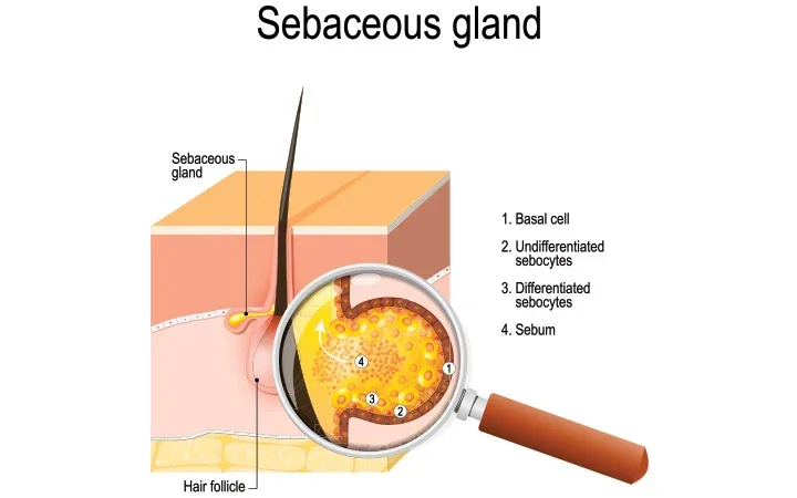 Skin types and appropriate skincare