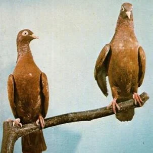 J.C Satan - Hell death samba