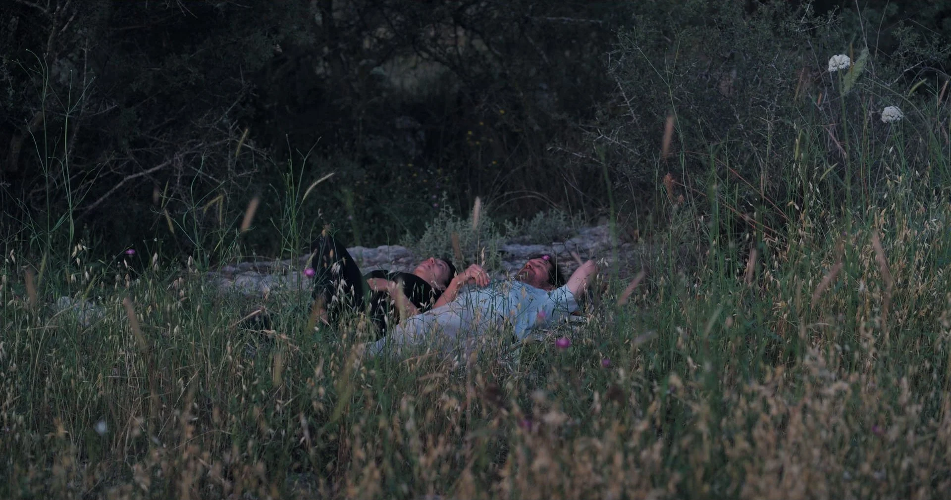 Strange Birds_1.290.1-min.jpg