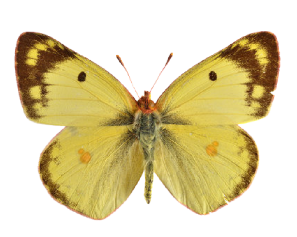 Yellow butterfly with black and orange markings on its wings