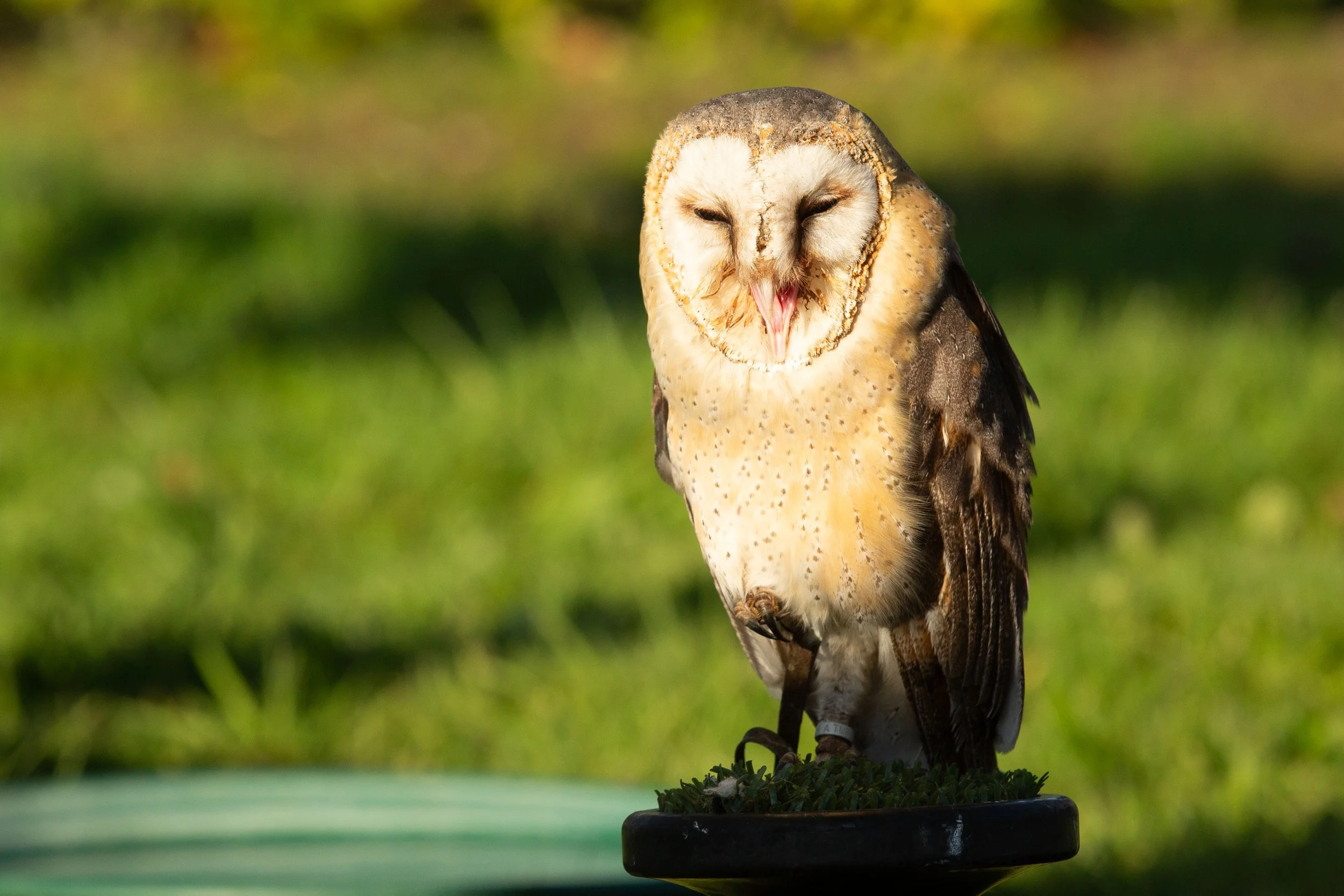 Conference & Event Photography at Fairmont Windsor: A Two-Day Corporate Experience Captured