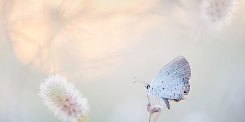 Happy For No Reason – How to Cultivate Unconditional Happiness?