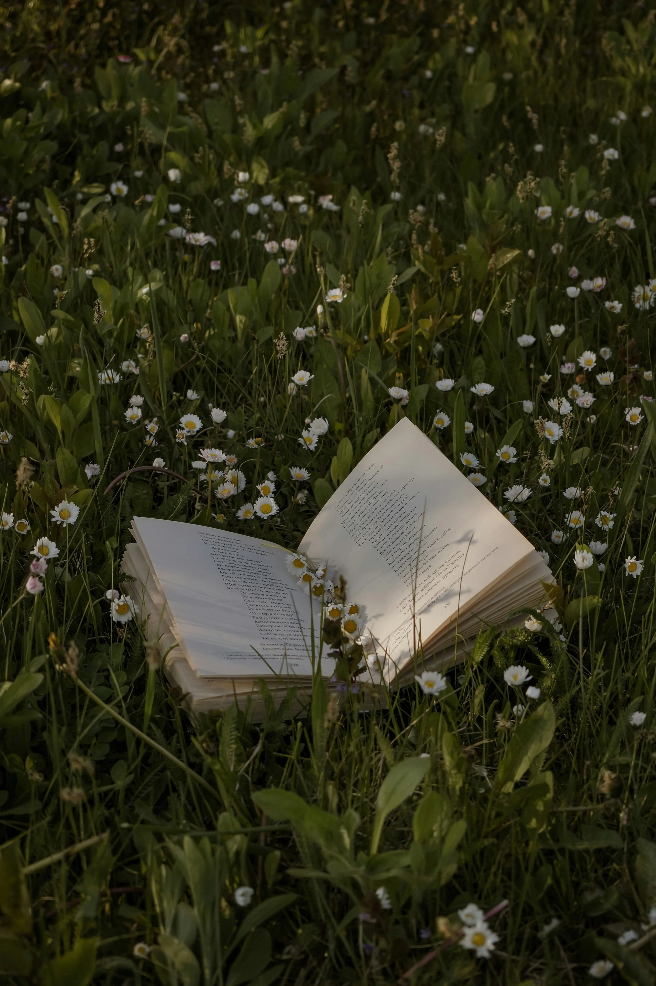 An open book lying on a field of green grass and small white daisies, illuminated by soft natural light.