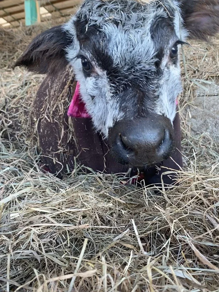 Madeleine / CommeAuguste 🎀🐮

Chez les bovins d'&eacute;levage, il n'est pas rare d'avoir de nombreux animaux "sans pr&eacute;noms officiels".

Cependant, il y toujours certains sujets ayant des caract&eacute;ristiques physiques ou psychol
