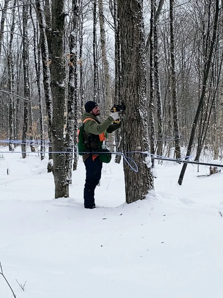 Deuxi&egrave;me semaine d'entaillage! 🫡🍁
------------------------------------
Second tapping week! 🫡🍁

@fermenorfeld 

#maple #naturalsugar #healthyforest #tradition #startthemyoung
