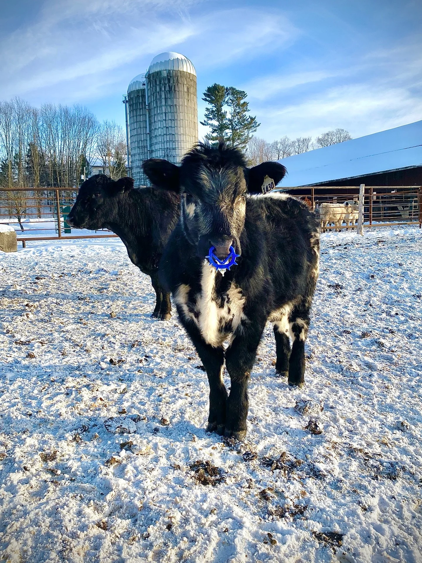 Le cave&ccedil;on 🐽🐮

Si vous avez circul&eacute; pr&egrave;s de la ferme dans la derni&egrave;re semaine, vous avez assur&eacute;ment remarqu&eacute; que les veaux portent de dr&ocirc;le d'anneaux au nez!

Il s'agit de cave&ccedil;ons, un outil de