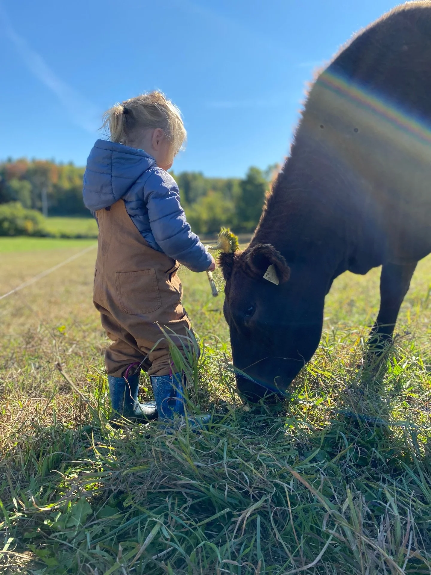 &Agrave; la Ferme Norfeld, nous sommes fiers d'assurer l'enti&egrave;ret&eacute; de notre &eacute;levage, ainsi que de notre mise en march&eacute;.

🌱 Concr&egrave;tement, cela signifie que nos animaux passent leurs vies &agrave; la ferme, et qu'ils