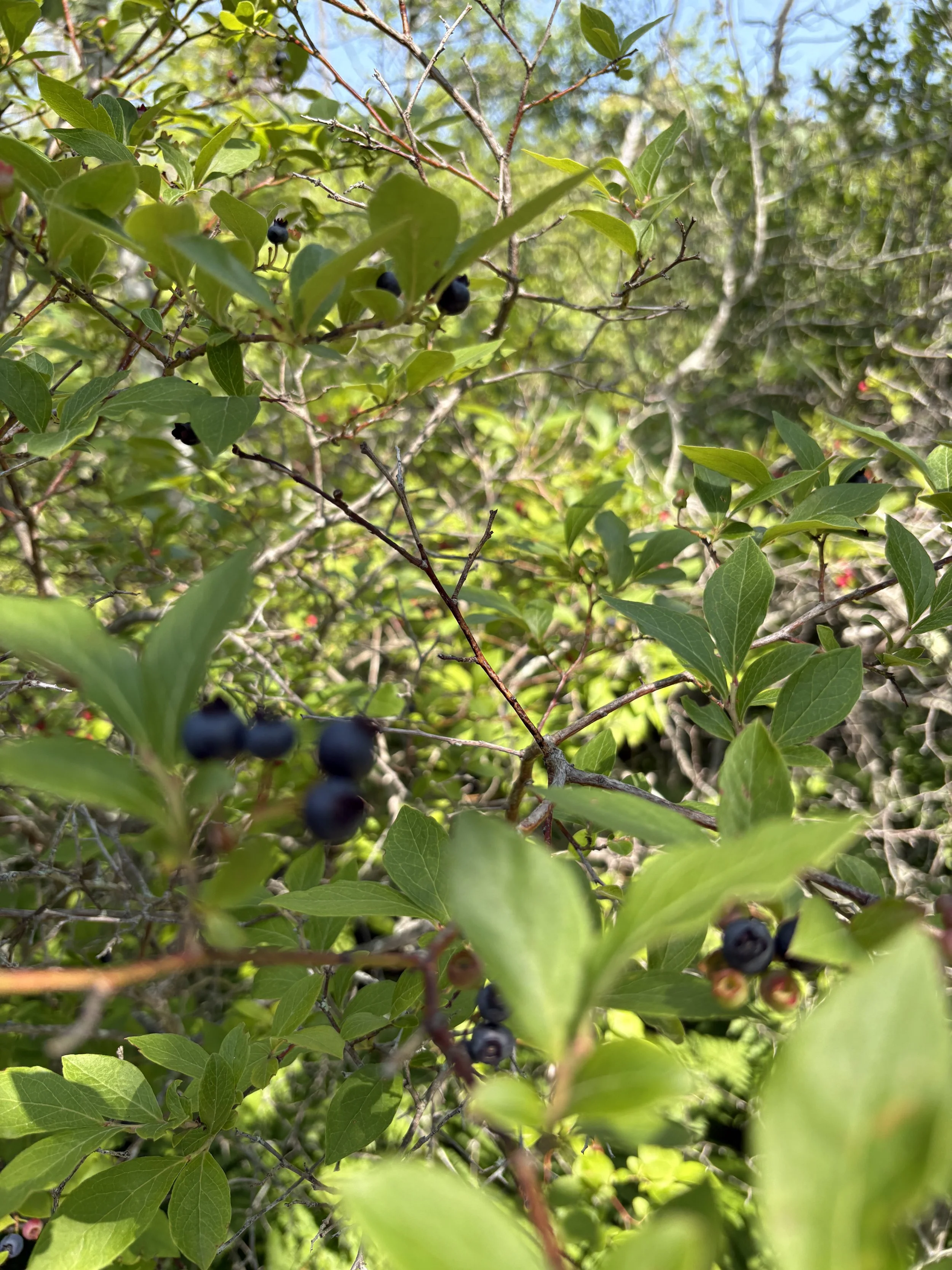 Rev. Lori: Can You Be A Wild Blueberry?