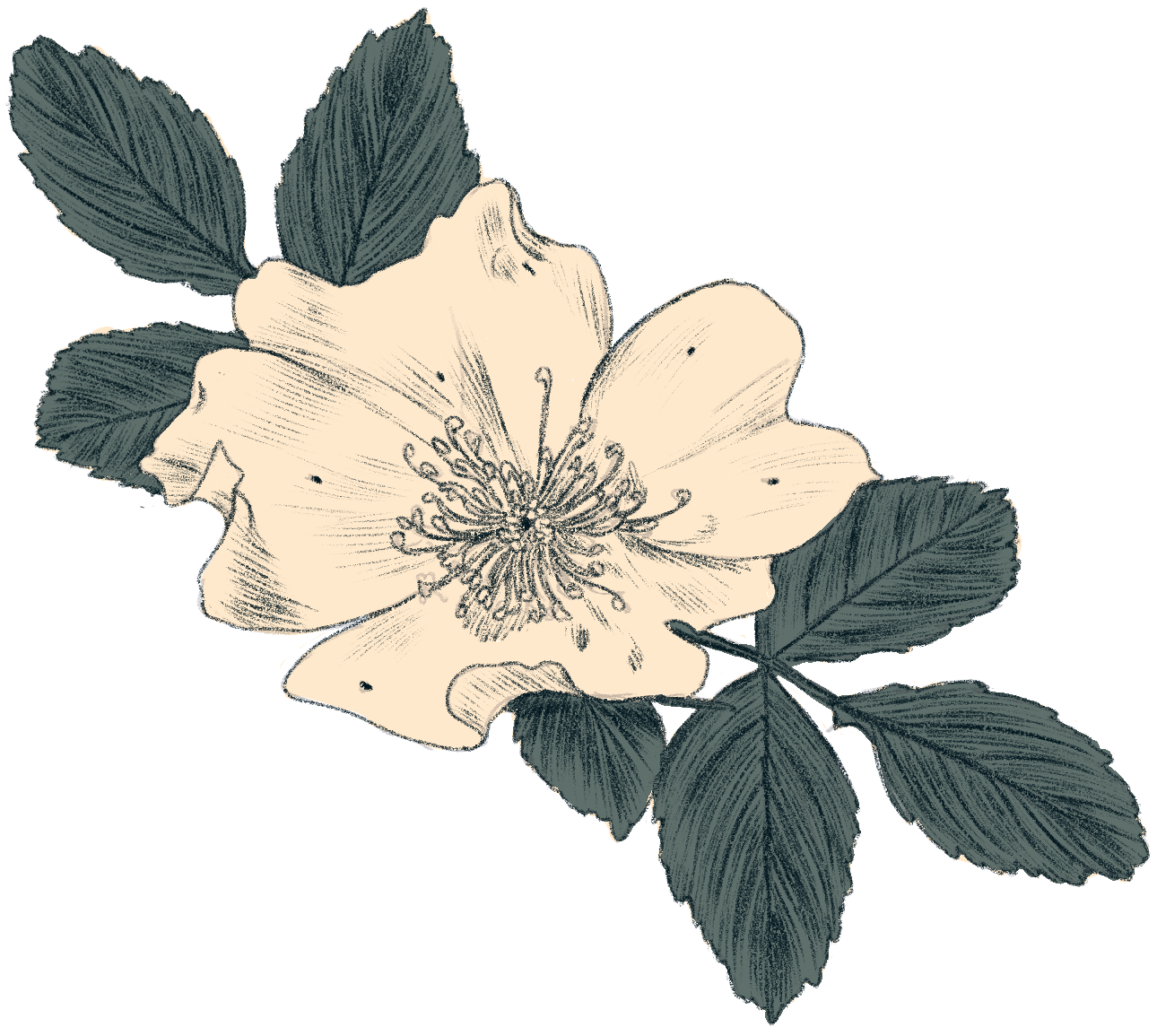 illustration of a Wild Rose with Green Leaves
