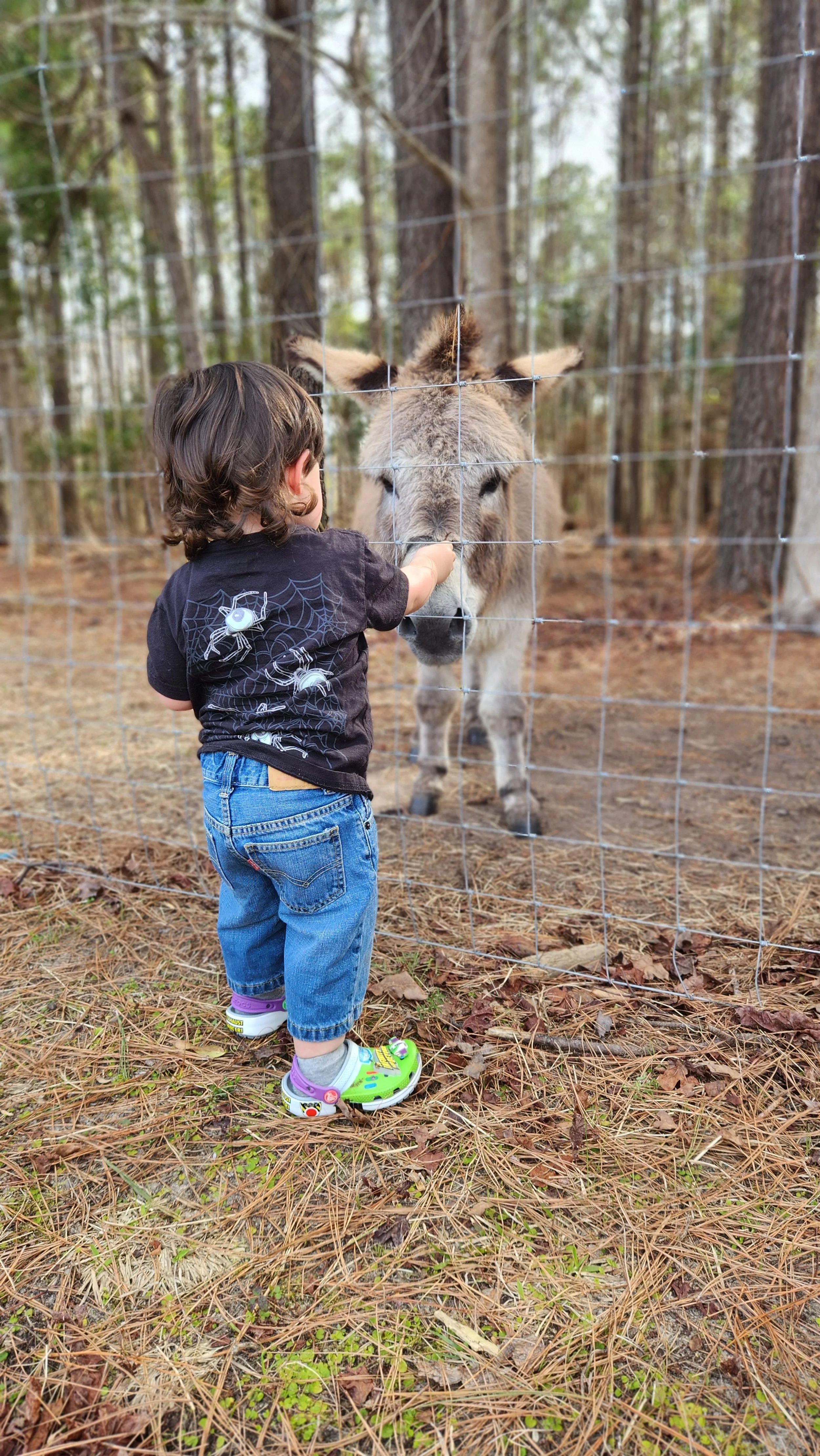 A young child touching the nose of a donkey through a wire fence in a wooded area.