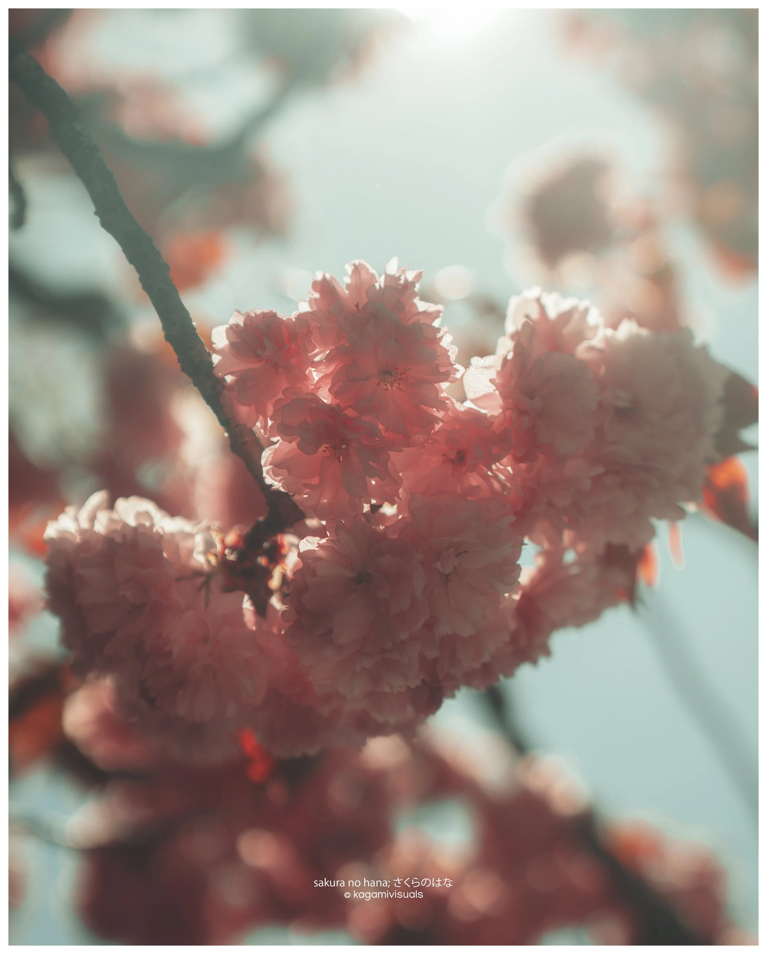 sakura copy.jpg