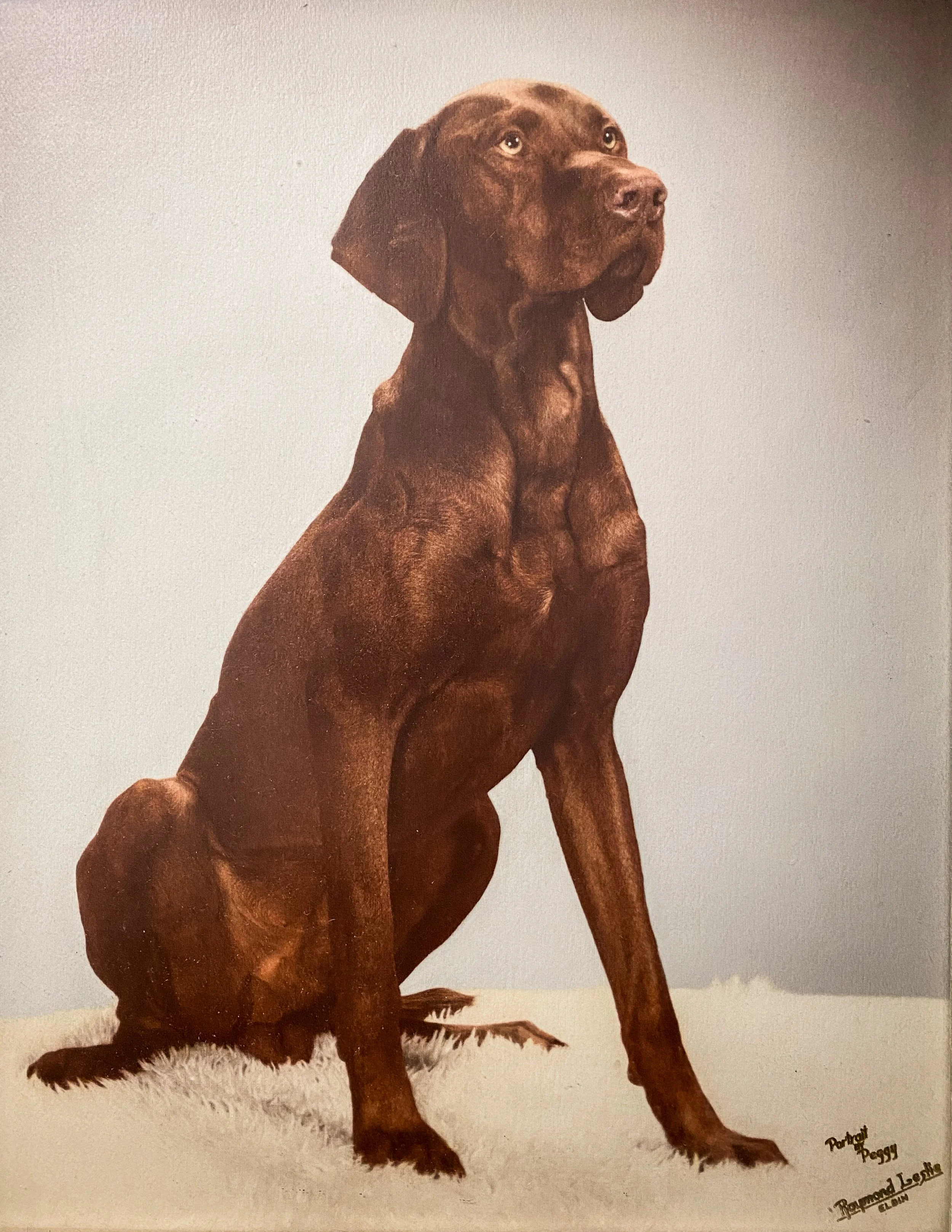 Prince the Vizsla