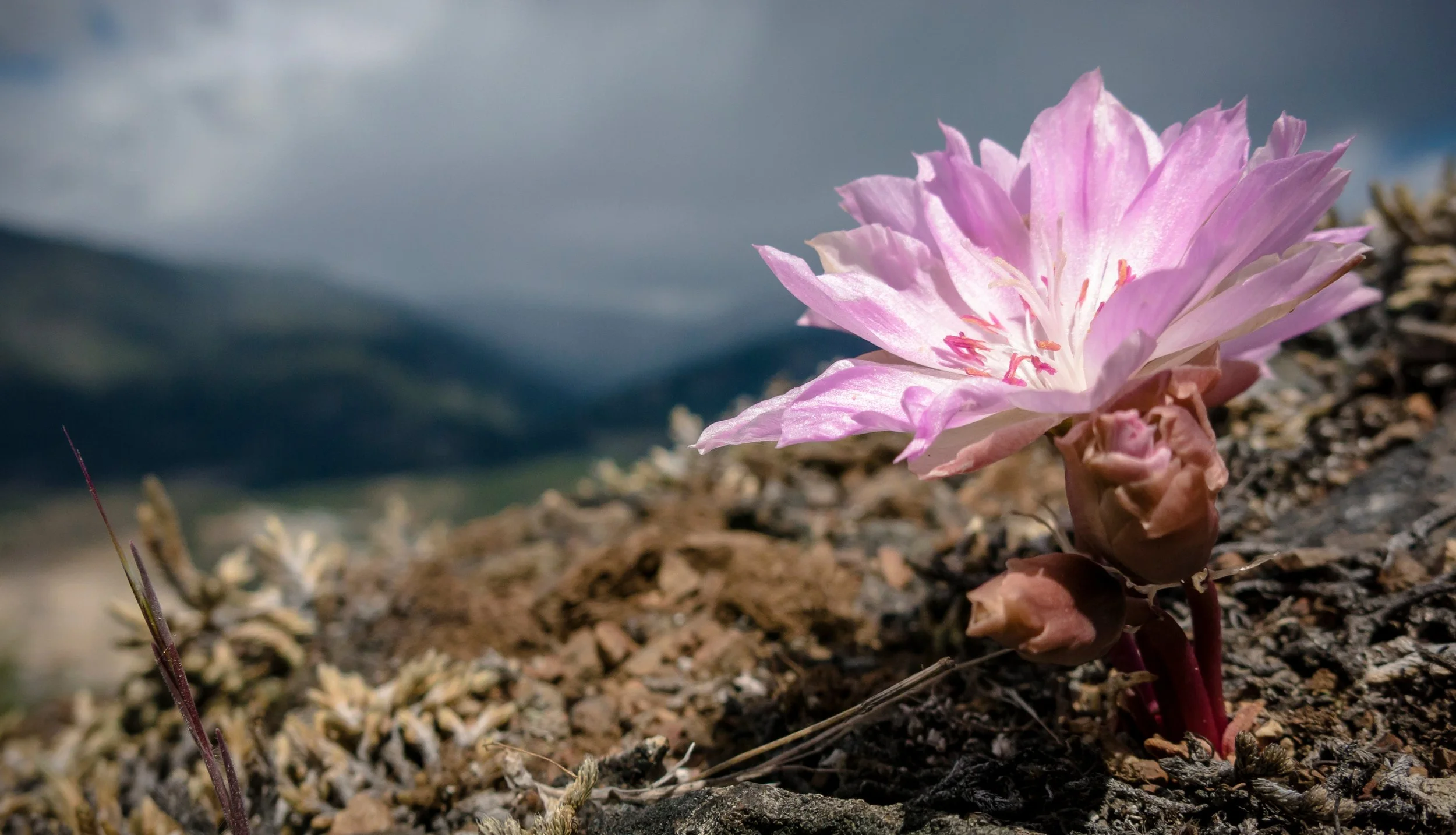 Bitterroot:  a fragile flower