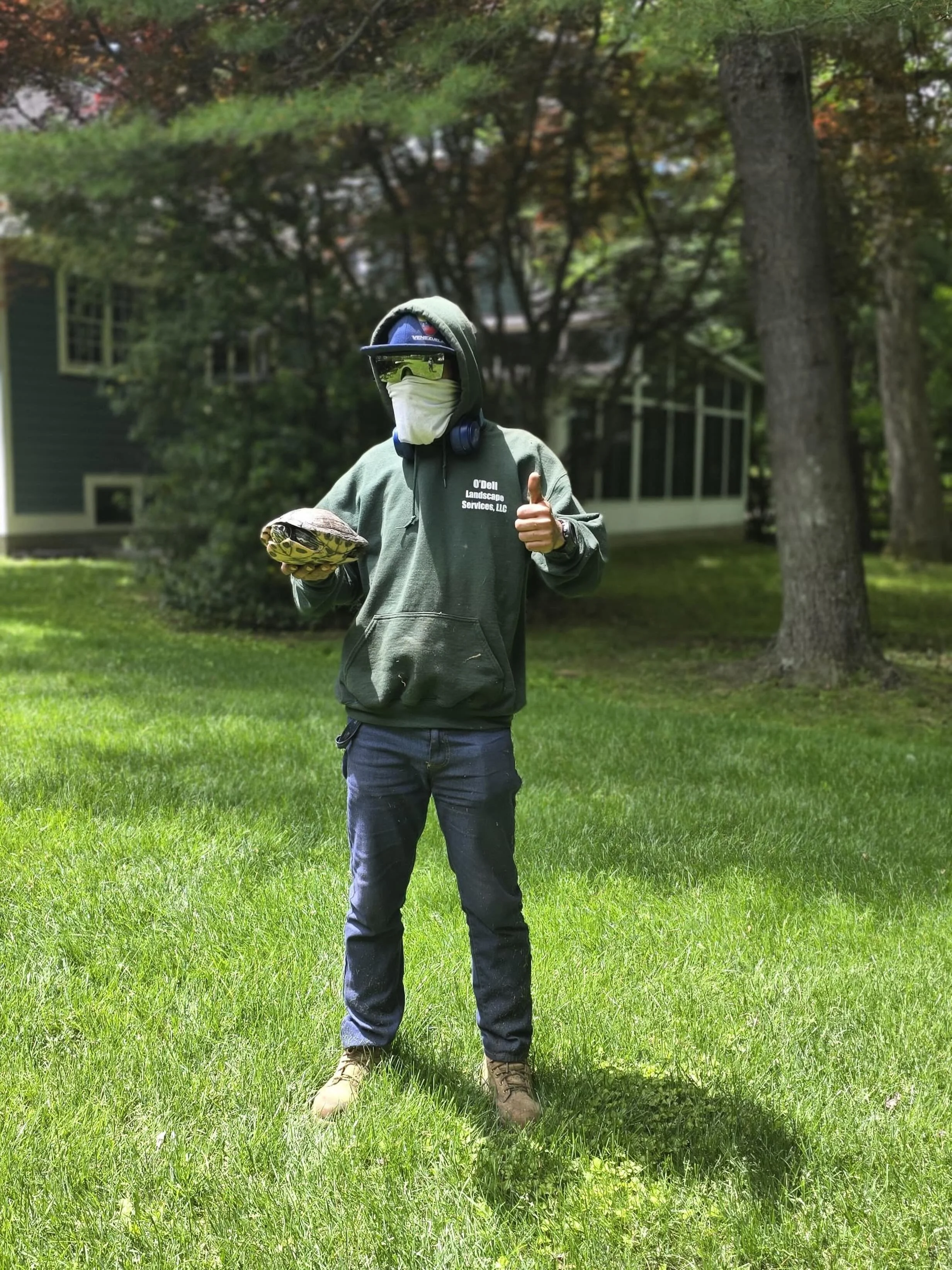 Jos&eacute; found a turtle today 😎 #turtle #greenwich #connecticut #landscaping #mowing