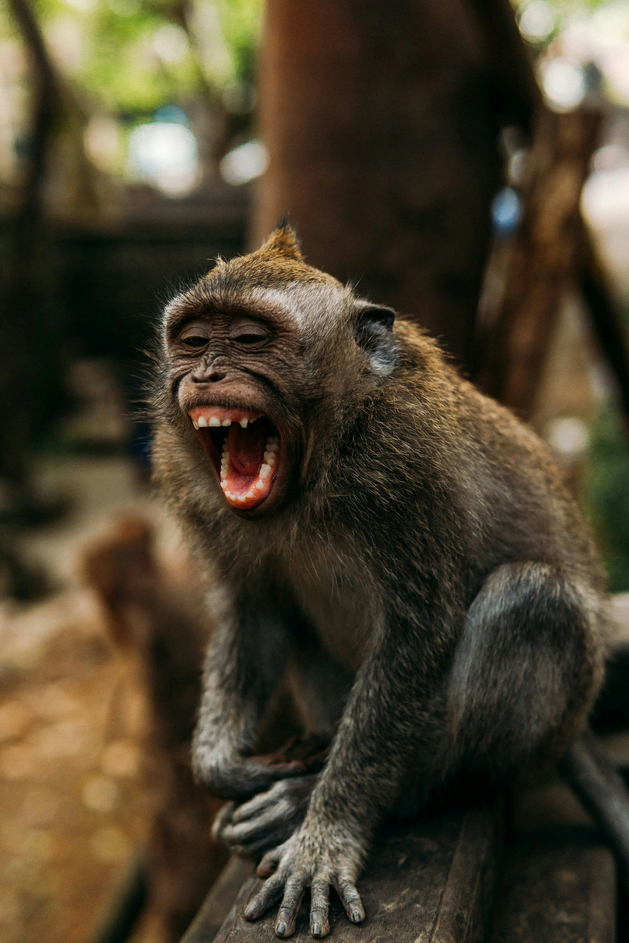 The Turtle and the Monkey: Why You Keep Having the Same Fight