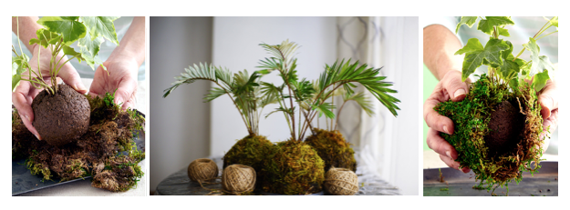 Kokedama w/ Emily JACKS