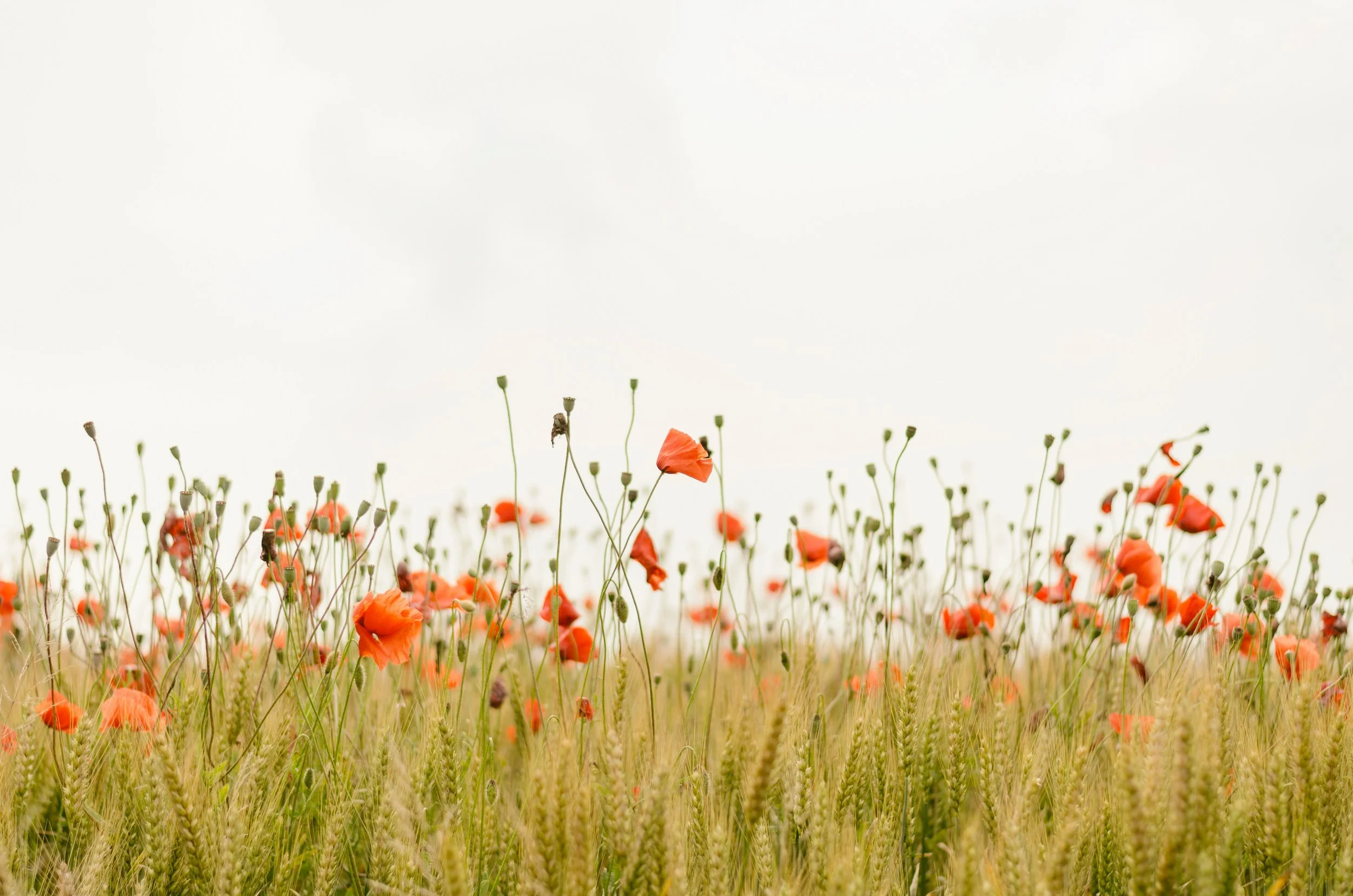 BEYOND TALK THERAPY: A Guided Look at Psilocybin-Assisted Therapy