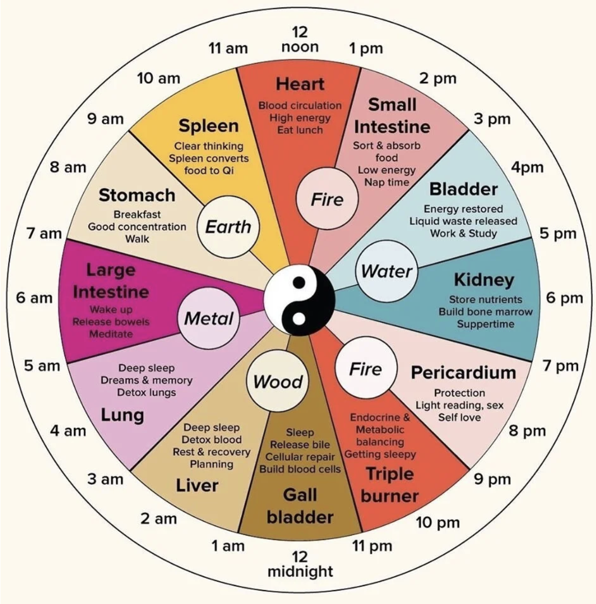 Meal Timing and Your Organs: Ancient Wisdom for Modern Digestion