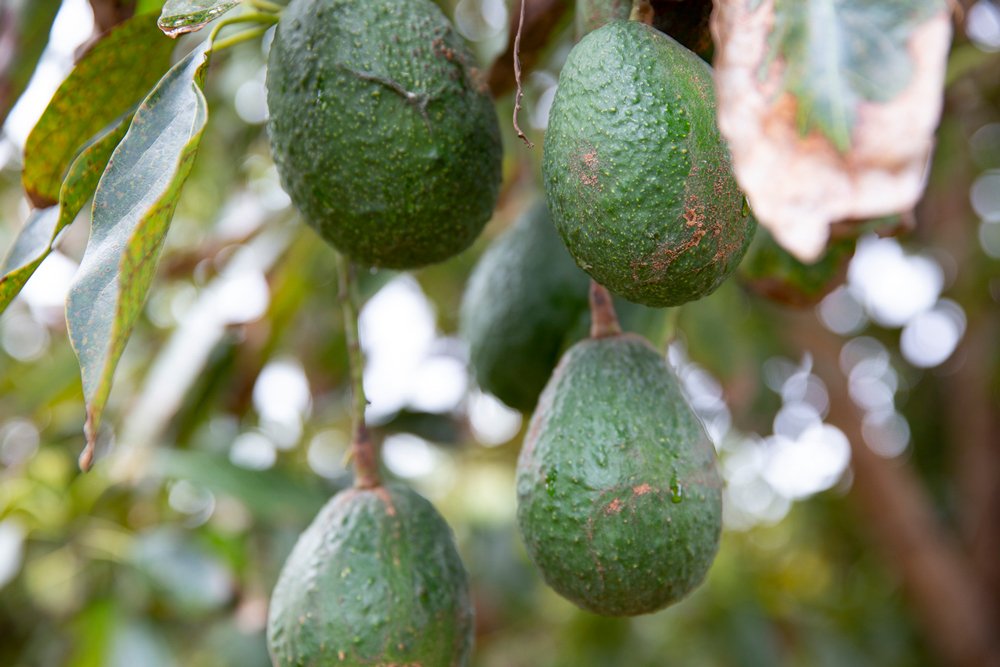 avocados