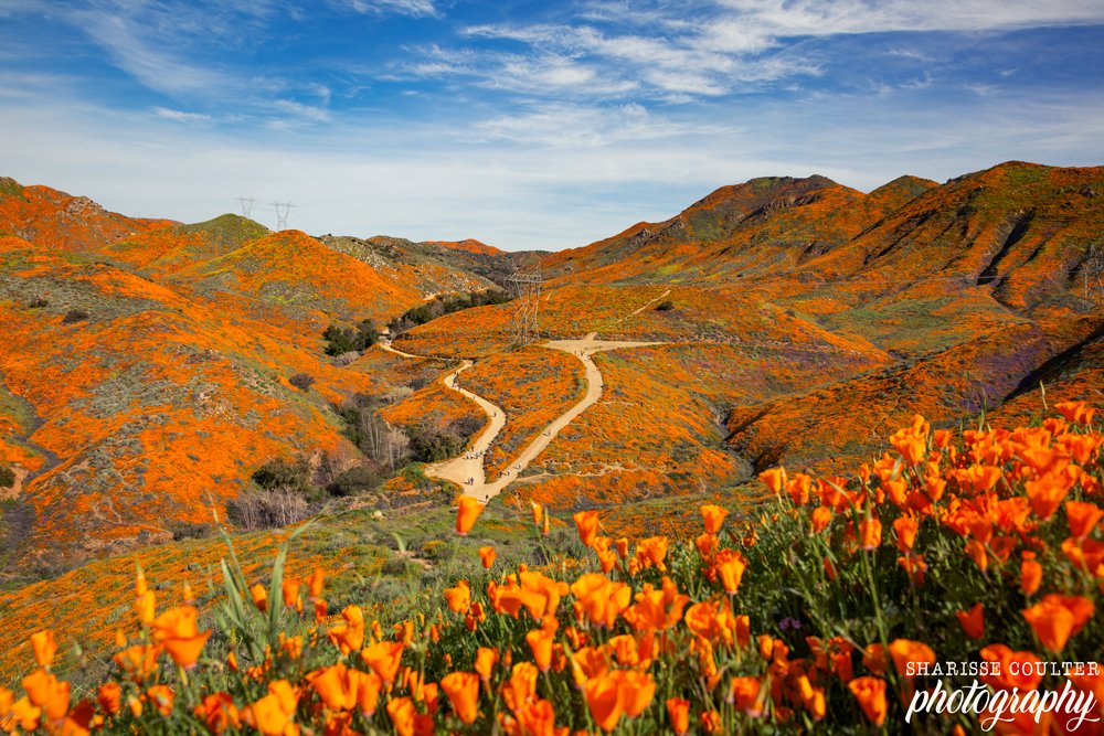 Super-Bloom_Walker-Canyon_015A8315_web.jpg