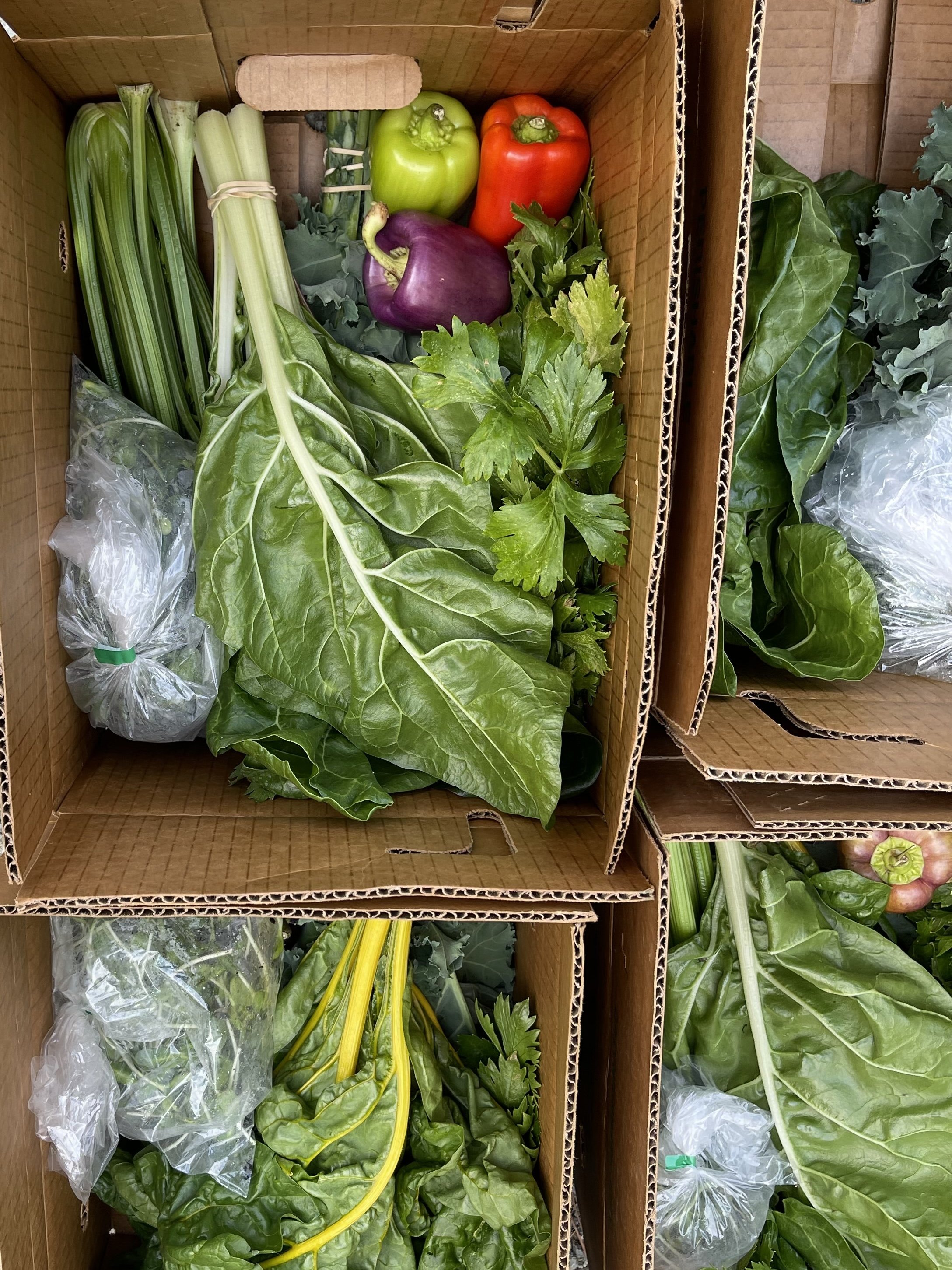 CSA Full Season Commitment