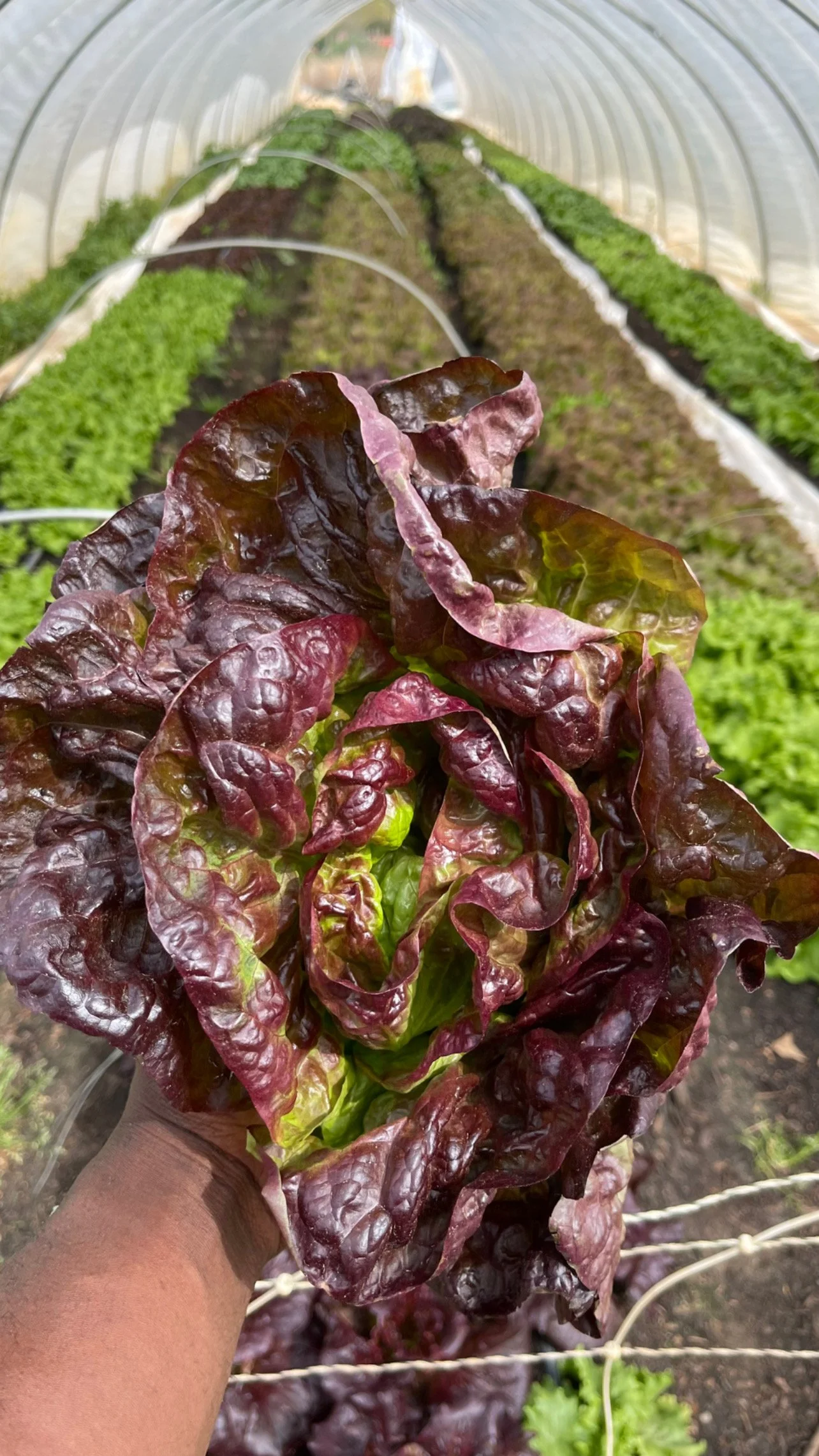 CSA Weekly Full Share