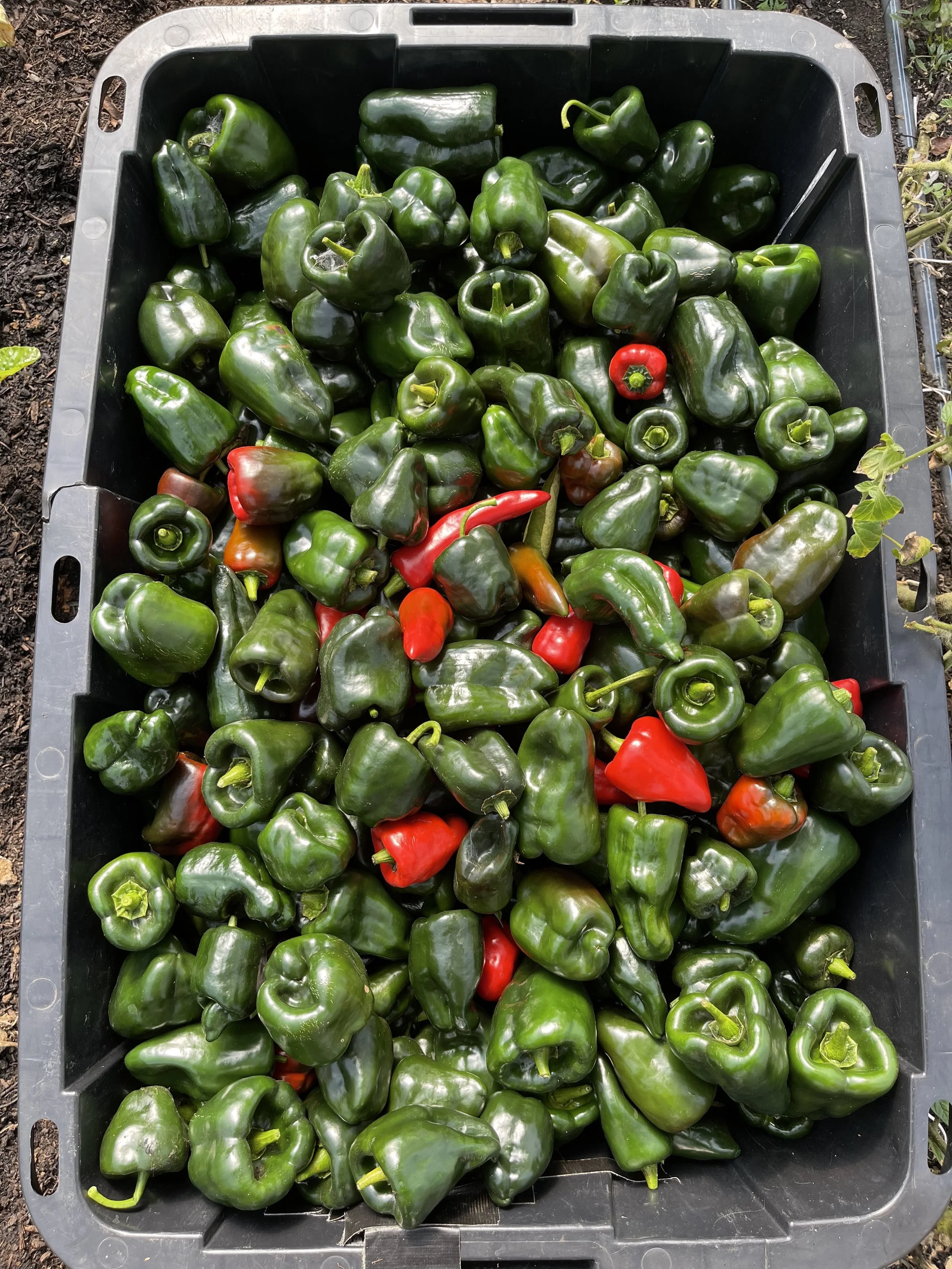 CSA Half Share Full Season Commitment