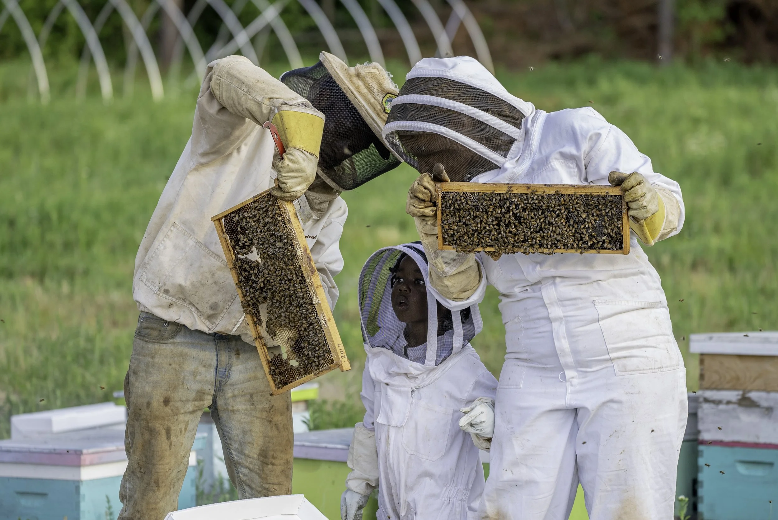 Two beekeepers in white protective suits inspecting a hive while a young girl observes, with bees and beekeeping boxes in the background.