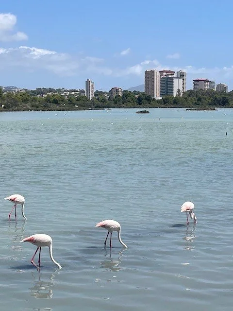Flamingo's in het meer bij Calp aan het strand