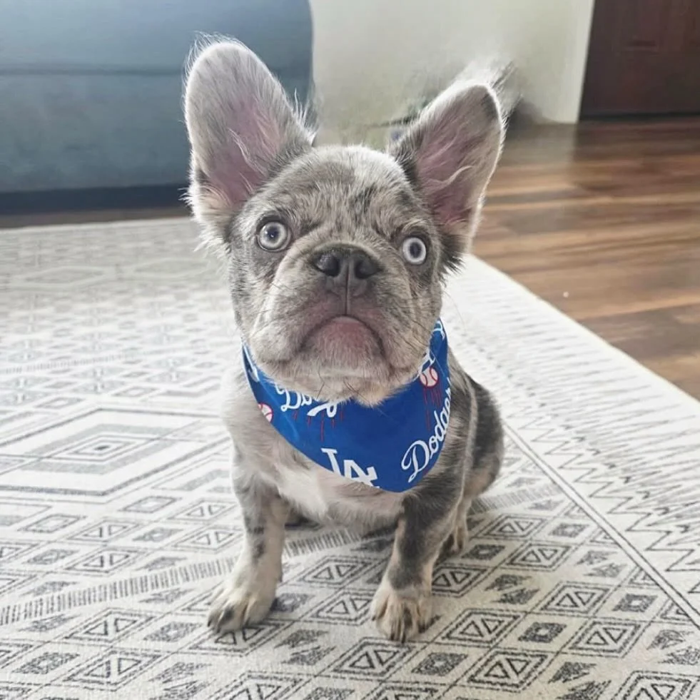 Is your pup ready for game day? 💙🐾 @rufusragz at CRAFTED creates handmade dog essentials, from bandanas and leashes to feeders and upcycled vintage dog furtniture. We&rsquo;re currently LOVING these Dodgers bandanas ⚾️