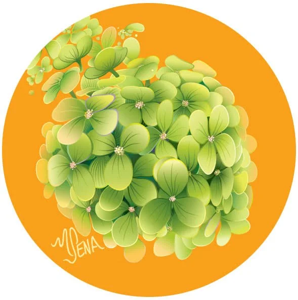 Illustration of a cluster of green and light green hydrangea flowers on an orange background with a signature reading 'MENA'.