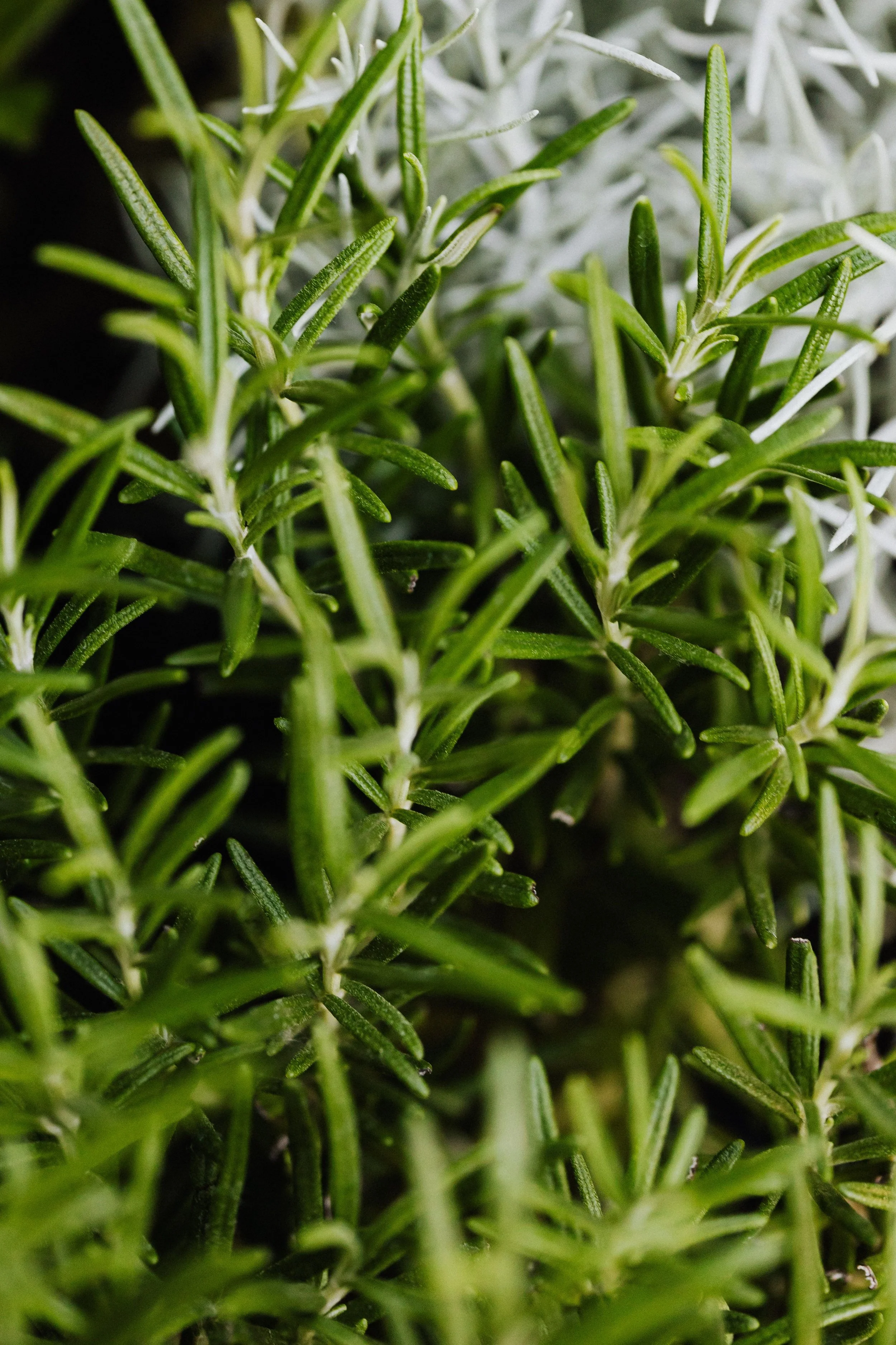 Close-up of fresh green rosemary herbs with needle-like leaves.