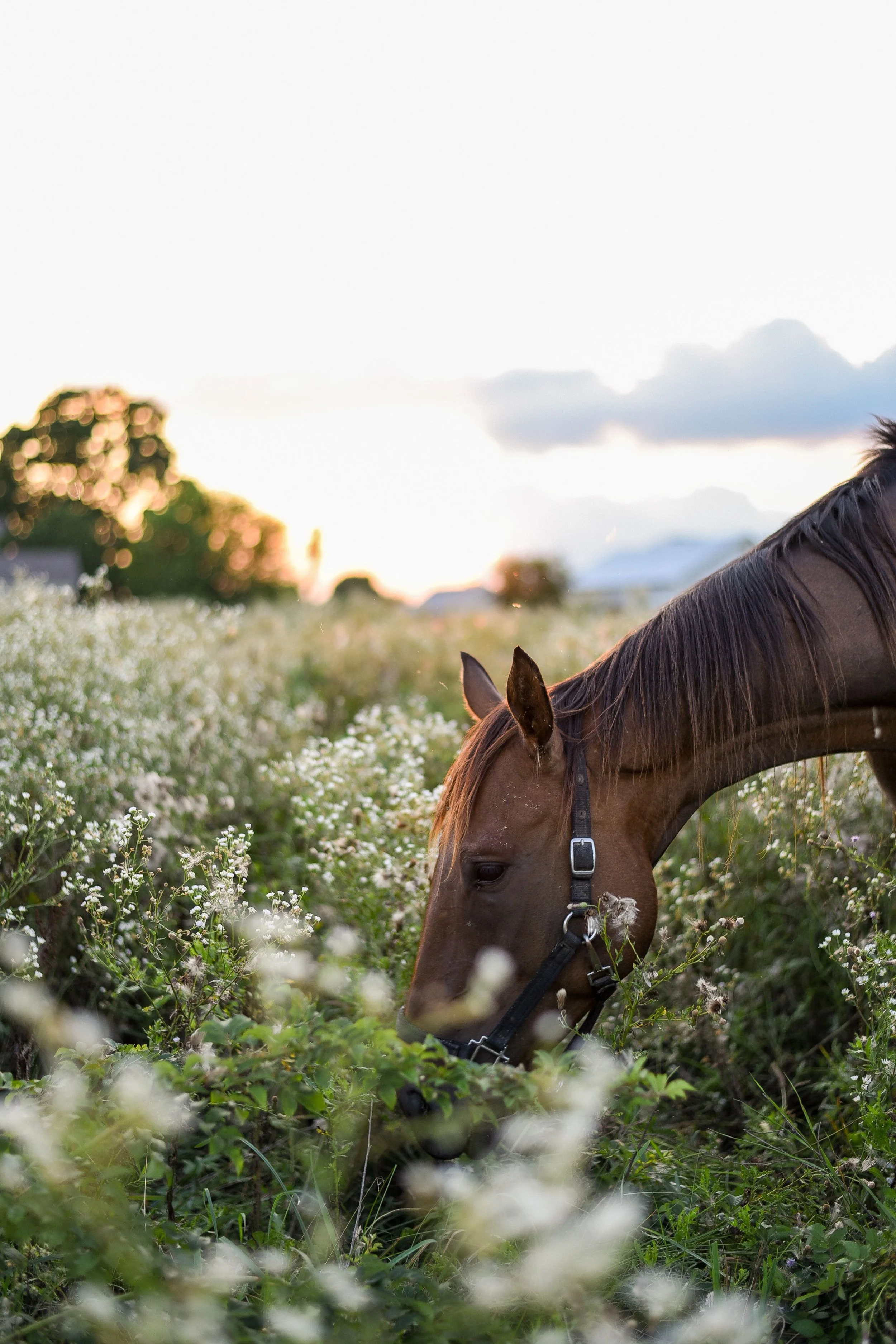 A horse grazing in a field of white and green flowers at sunset, with trees and clouds in the background.