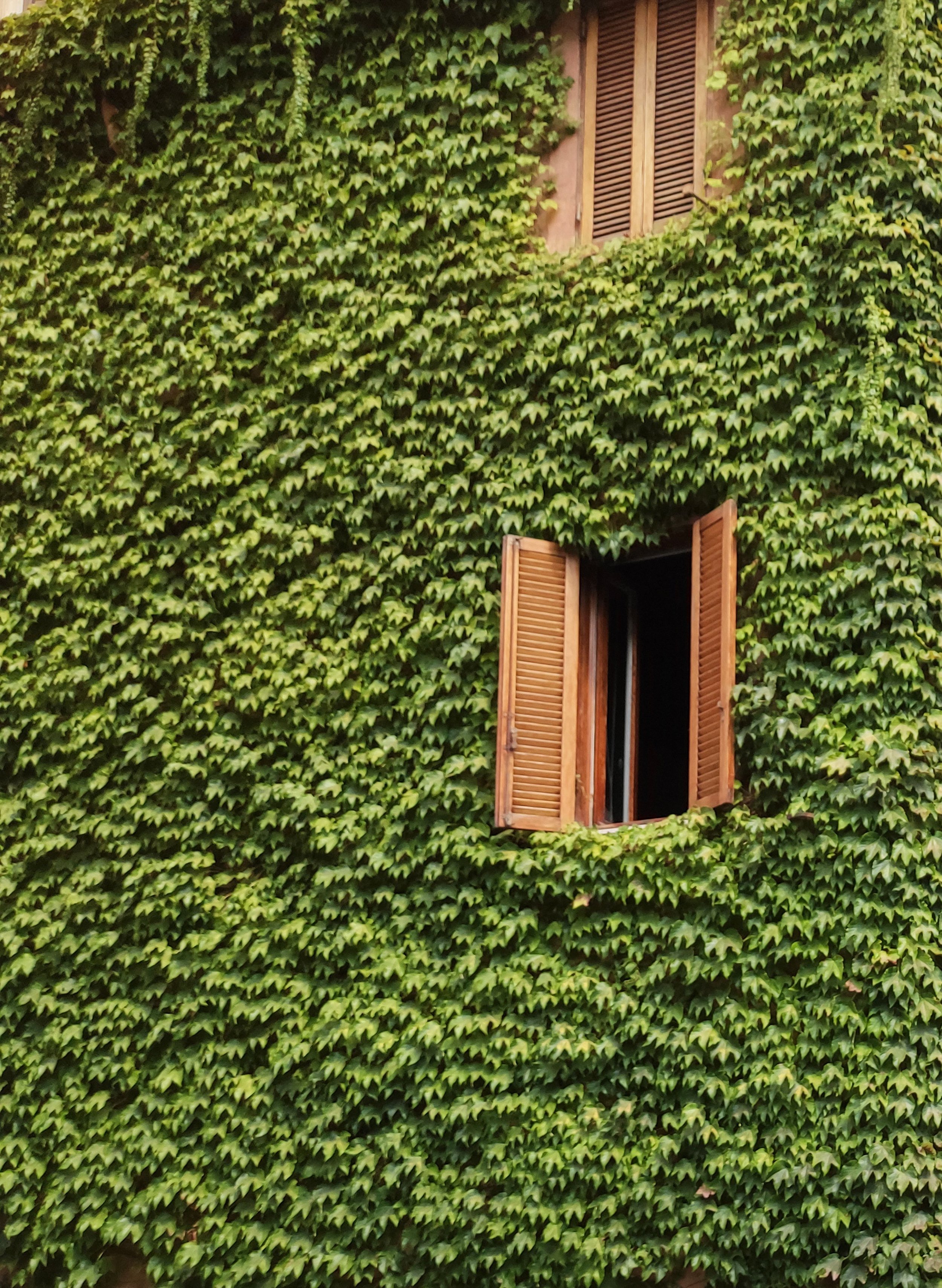 A building wall completely covered in green ivy with two wooden shutters, one open and one closed.