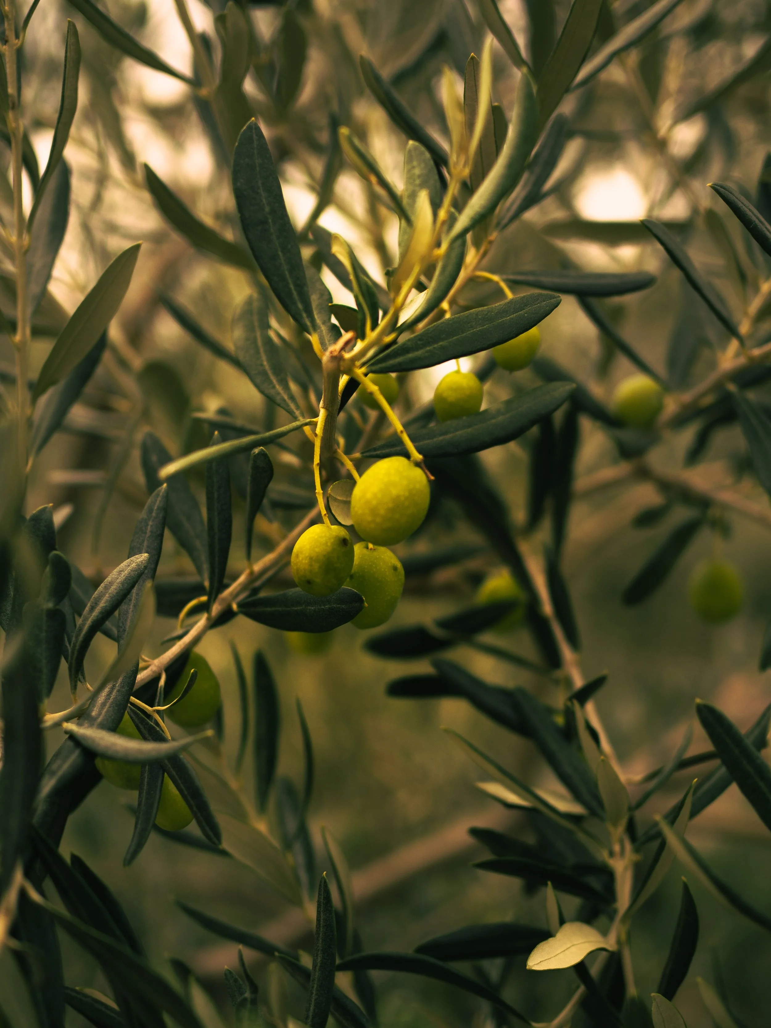 Close-up of green olives growing on an olive tree, surrounded by elongated green leaves.