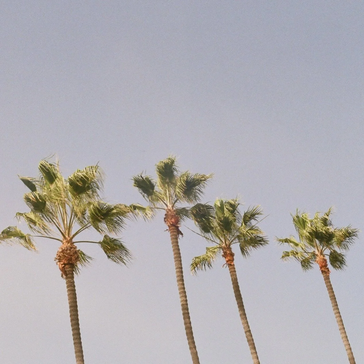 Let&rsquo;s have a cozy picnic under the palms 🌴what do you say? 🙌

#luxurypicnics #luxurypicnicexperience #luxurypicnicfl #floridasmallbusiness #womenbusiness #smallbusinessowner #picnicbusiness #floridapicnic #palmbeachcounty #jupiterfl #southflo