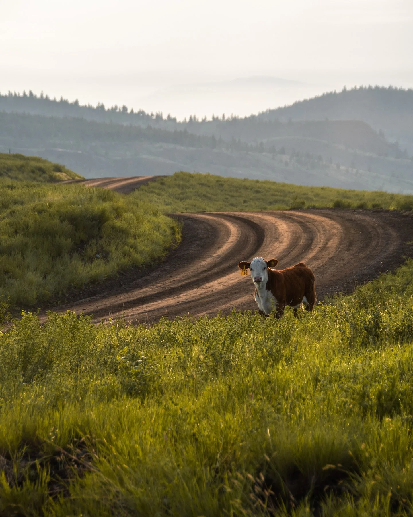 When the hills glow and the skies stretch endlessly &mdash; that&rsquo;s Kamloops golden hour.

📷 Whether you&rsquo;re just figuring out manual mode or levelling up your landscapes, this is the moment to shoot.

Sunset tours start September 🌅

🔗 B