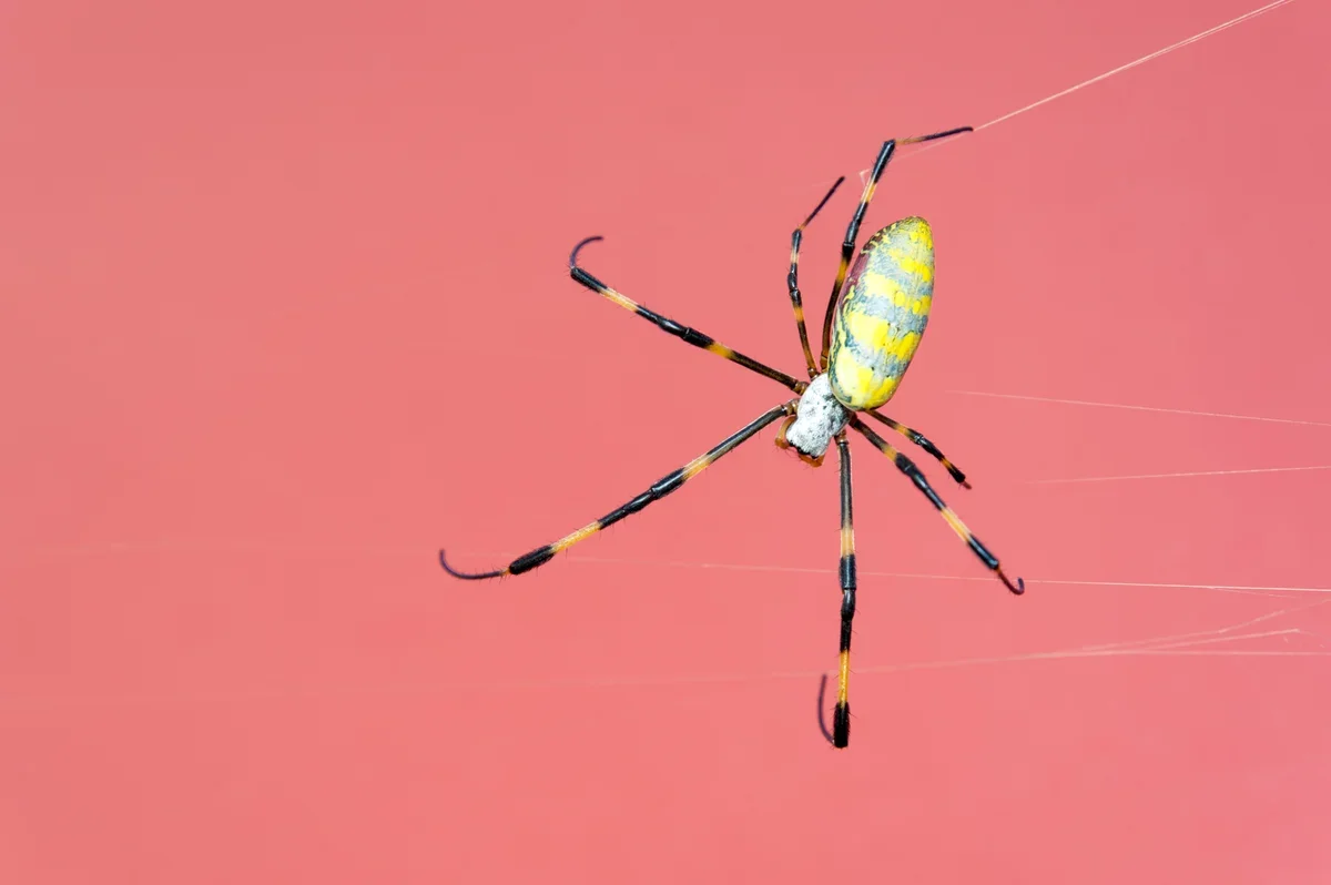 Throwback: Giant Flying Spiders Invade America!