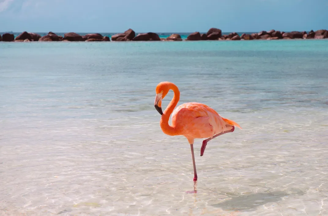 Quarantine Throwback: Why do Flamingos Stand on One Leg?
