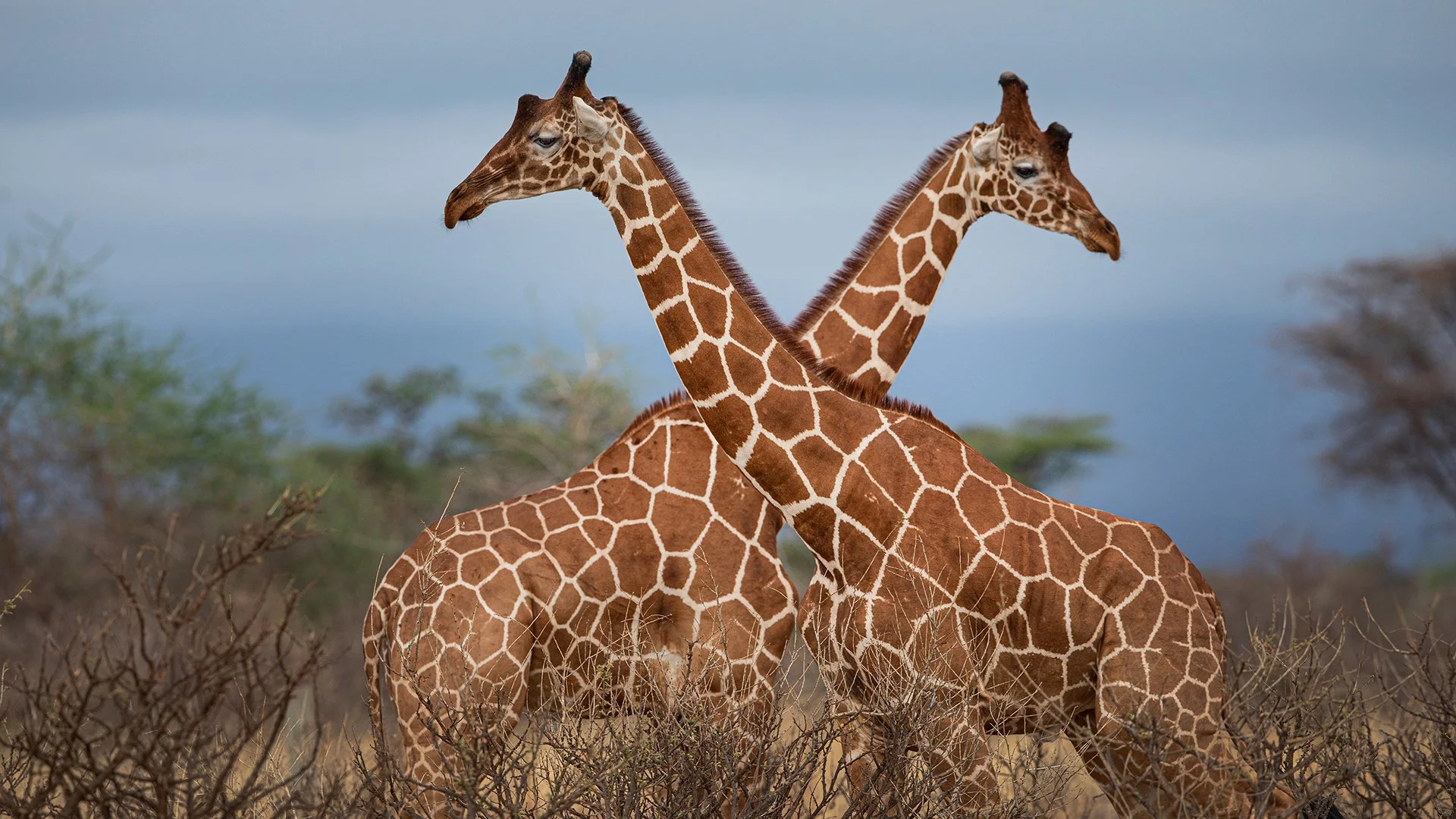 Quarantine Throwback: Giraffes!