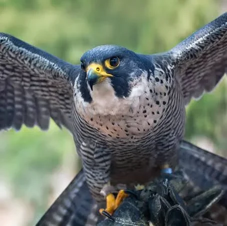 Quarantine Throwback: Peregrine Falcons