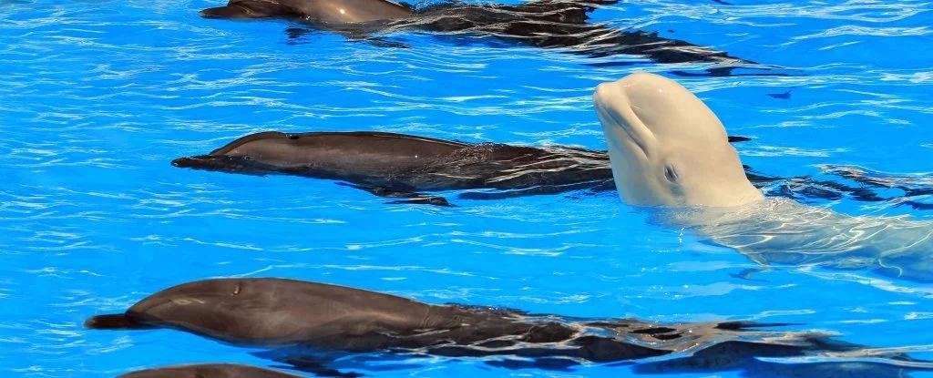 Quarantine Throwback: Bottlenose Dolphins vs. Beluga Whales