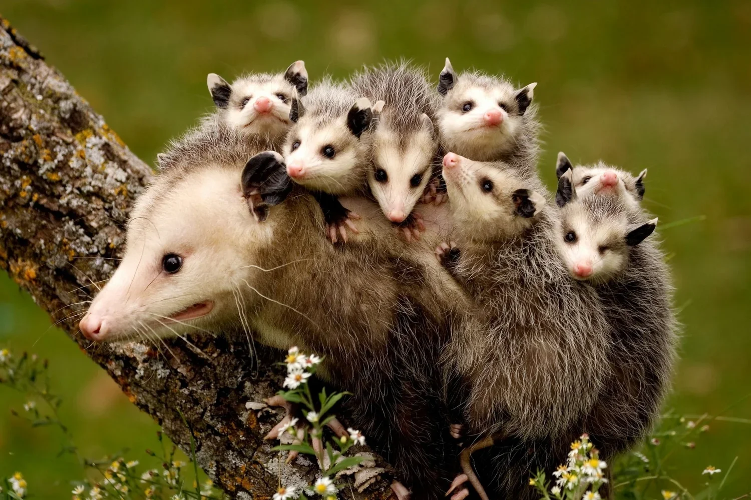 Picture of possum quizzing people to guess between possum and opossum