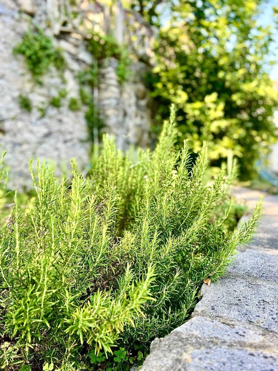 Park-Hotel-Paradiso-rosemary.jpeg