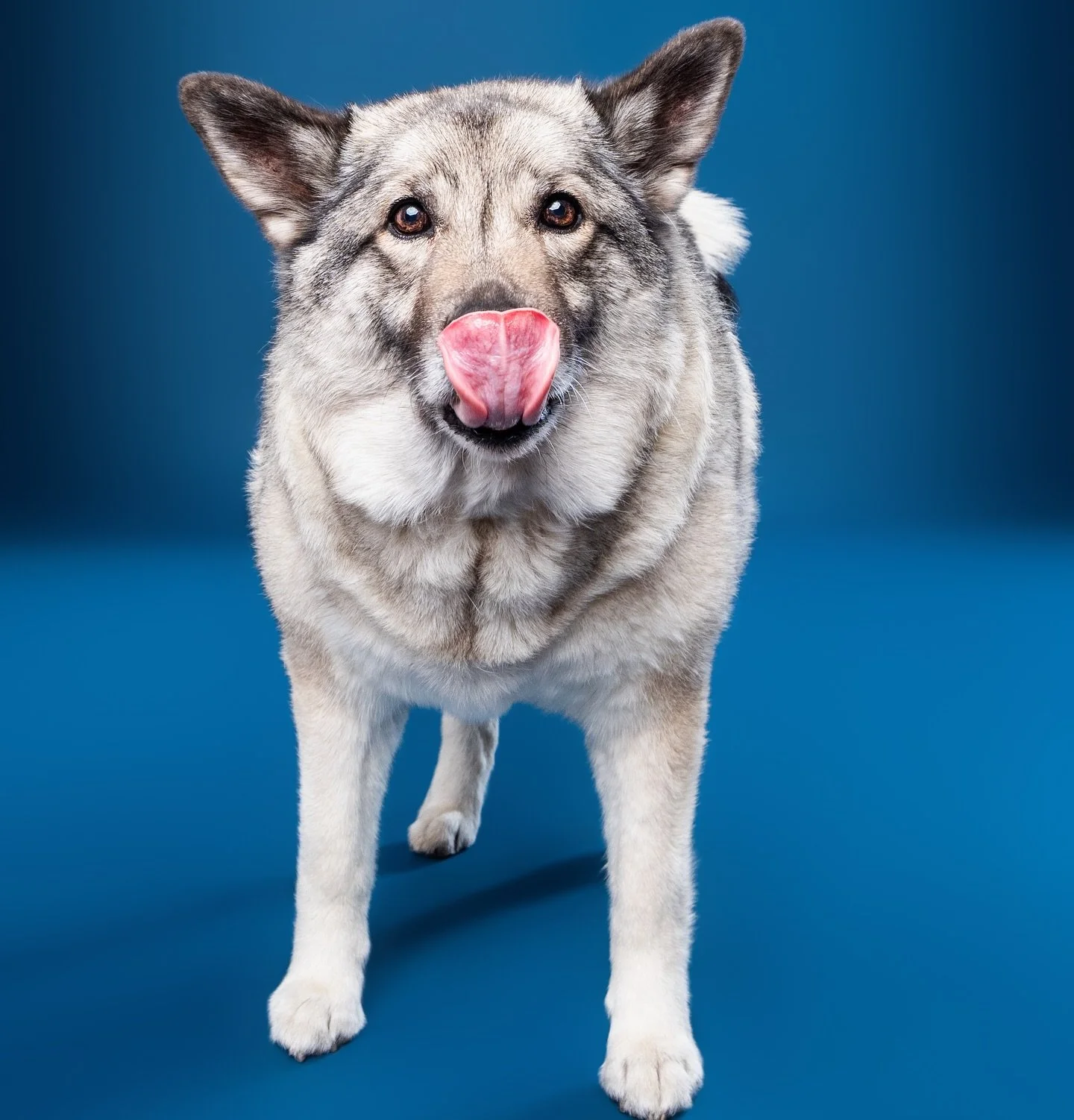 I wanted to take a moment today to honor sweet sweet soul who just recently crossed the rainbow bridge. 🌈☁️ 🐶 I met sweet Adele during my 4th of July pop up and she was such a sweetheart. Her family messaged me recently to tell me of the news and h