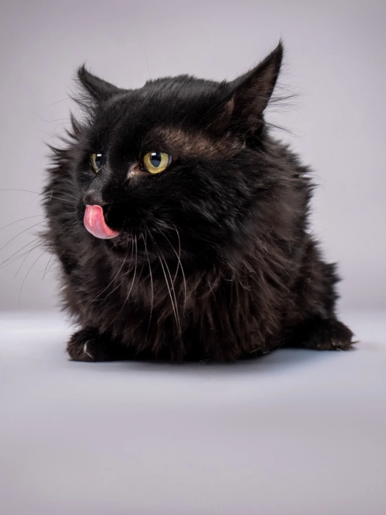 These CUTIE PAWtooties are looking for their FUR-EVER home!!! 🏠 🐱 🏡🐶🐾🥰 Just look at these sweet faces!!!! Stop by @arkvalleyhumanesociety for your new furry campanion. 🥹💕