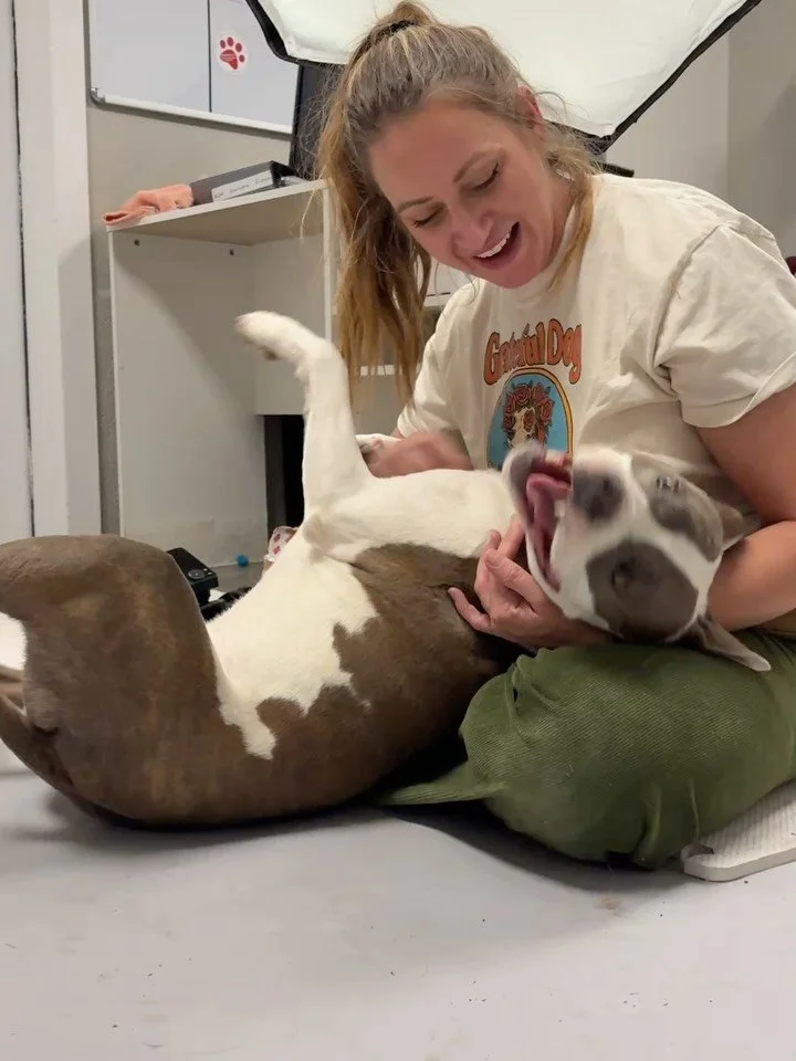 Such a LOVER!!! Someone take this sweetheart home!! 😍😍 Reach out to @arkvalleyhumanesociety for more info!