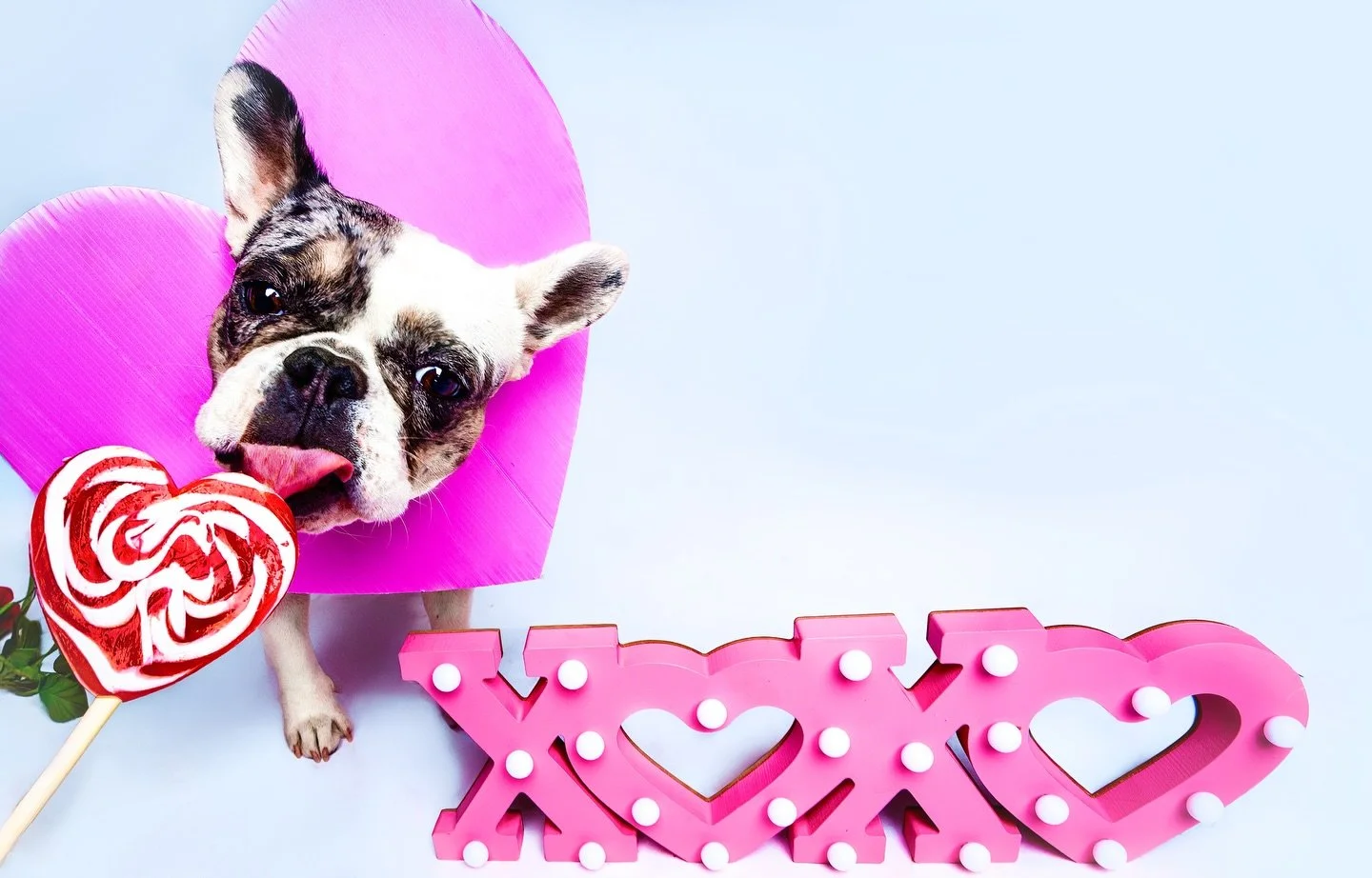 XOXO &amp; puppy kisses 💋💗

Valentine&rsquo;s Minis are open! Link in bio to book. 

We will be at Gone to the Dogs in Salida on Saturday January 24th and then at K9 Haven that Sunday January 25th! 

Spots are limited so don&rsquo;t miss out on cap