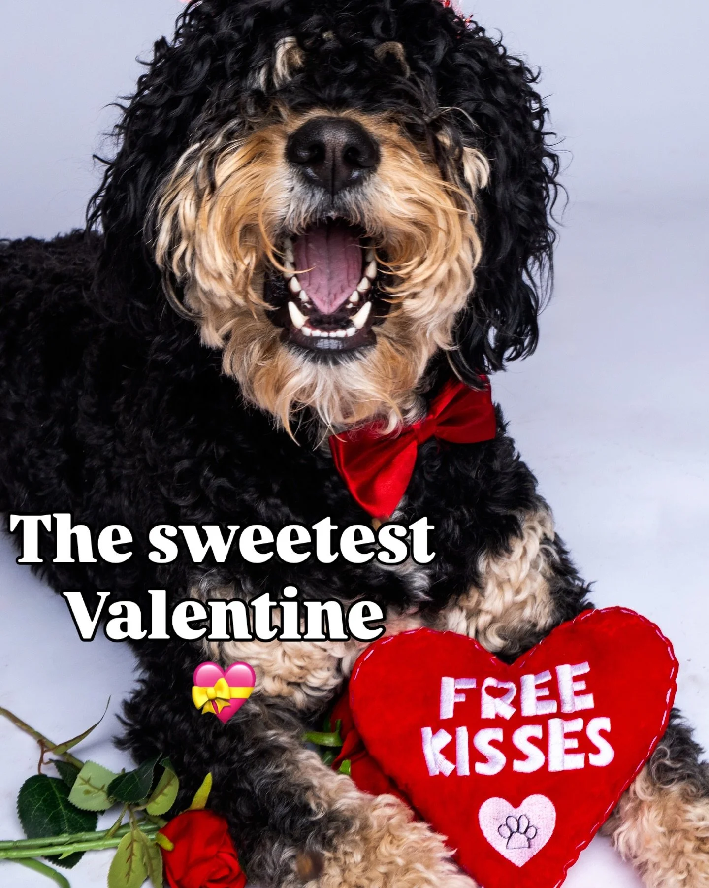 🐶 🐾 A face this cute and no Valentine portraits? That&rsquo;s suspicious behavior. 🚩🚩. Book a mini, collect your kisses, clear your name. 💋 📸 💗 🤩🥰🐶🐱😻 Link in bio to reserve your spot!